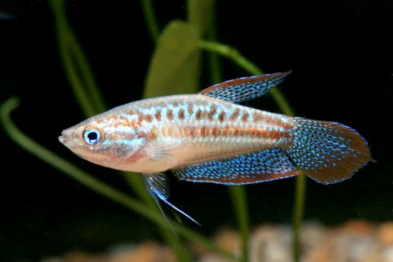 Sparkling Gourami (Trichopsis pumila) — photo 4 of 5