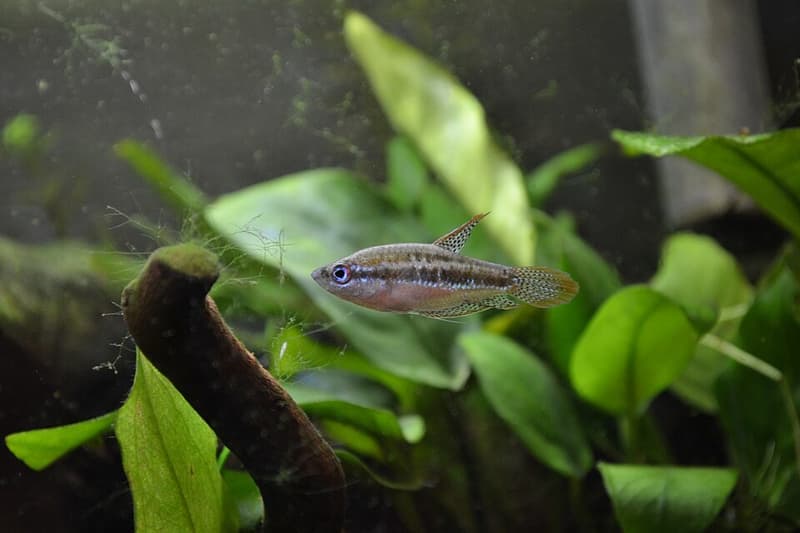 Sparkling Gourami (Trichopsis pumila) — photo 5 of 5