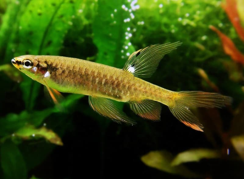 Splashing Tetra (Copella arnoldi) — photo 1 of 1