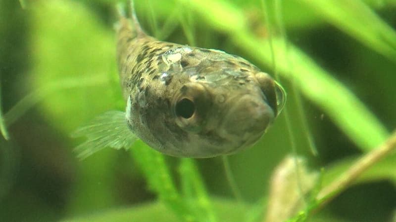 Spotfin Betta (Betta channoides) — photo 1 of 2