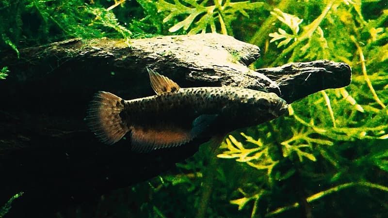 Spotfin Betta (Betta channoides) — photo 2 of 2