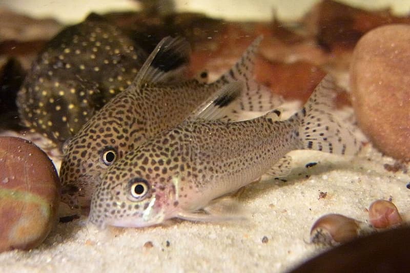 Spotfin Corydoras (Corydoras punctatus) — photo 1 of 2