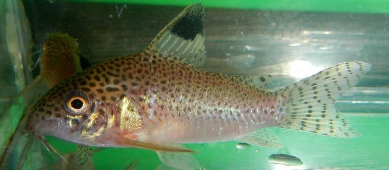 Spotfin Corydoras (Corydoras punctatus) — photo 2 of 2