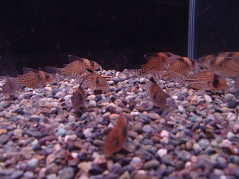 Spotted Corydoras (Brochis ambiacus) — photo 1 of 1