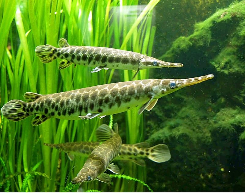 Spotted Gar (Lepisosteus oculatus) — photo 1 of 5