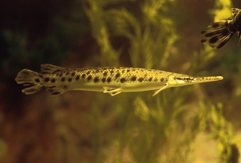 Spotted Gar (Lepisosteus oculatus) — photo 2 of 5