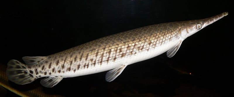 Spotted Gar (Lepisosteus oculatus) — photo 3 of 5