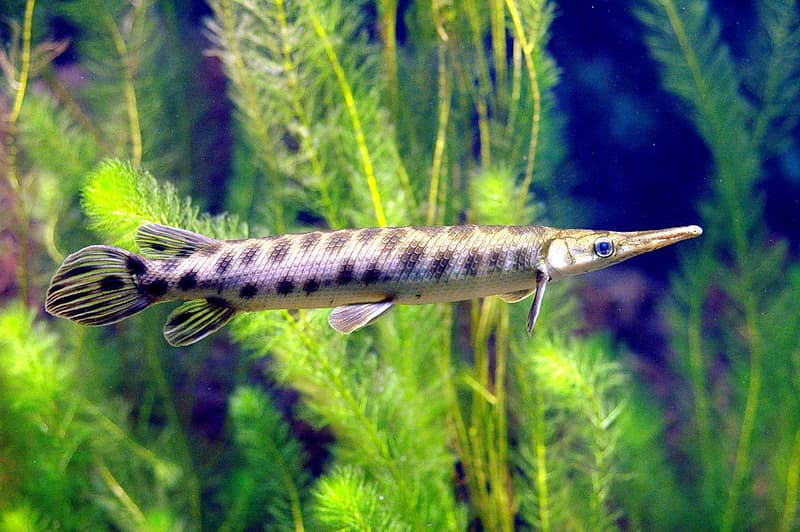 Spotted Gar (Lepisosteus oculatus) — photo 4 of 5