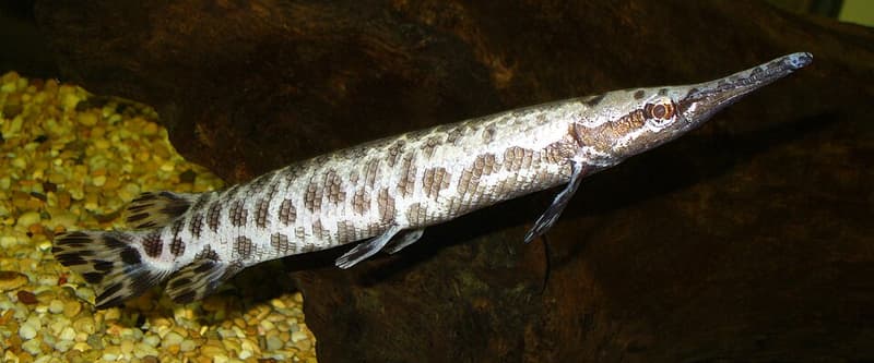 Spotted Gar (Lepisosteus oculatus) — photo 5 of 5