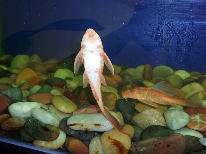 Spotted Pleco (Hypostomus punctatus) — photo 1 of 4