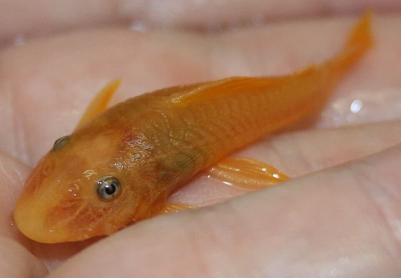 Spotted Pleco (Hypostomus punctatus) — photo 2 of 4