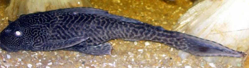 Spotted Pleco (Hypostomus punctatus) — photo 4 of 4