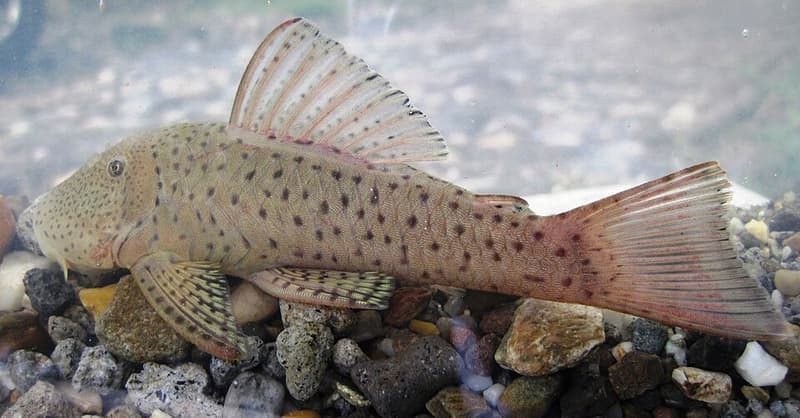Spotted Rubbernose Pleco (Chaetostoma milesi) — photo 1 of 1