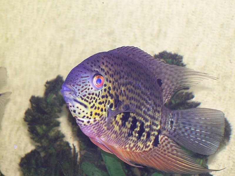 Spotted Severum (Heros notatus) — photo 1 of 4