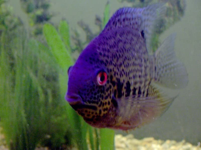 Spotted Severum (Heros notatus) — photo 2 of 4