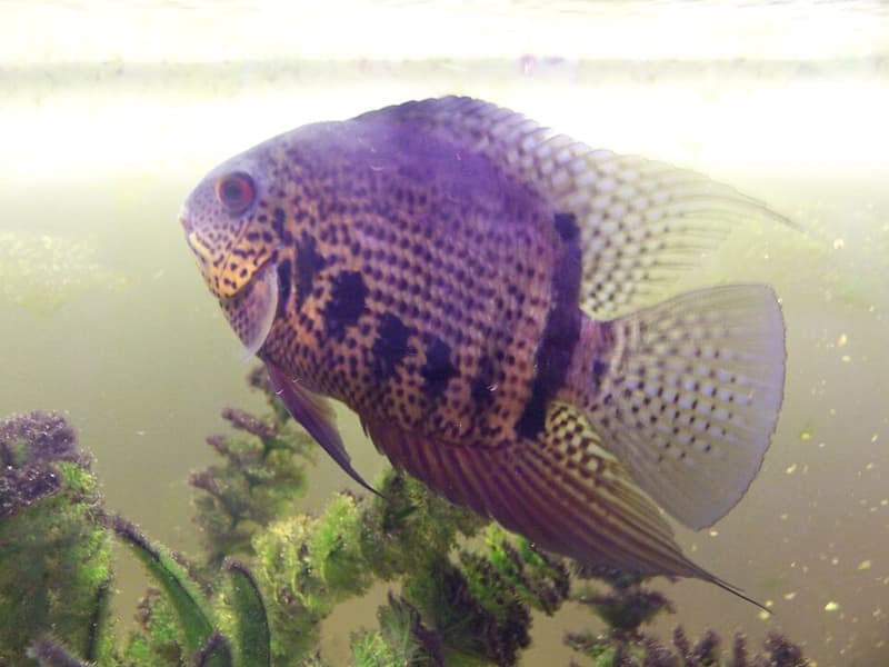 Spotted Severum (Heros notatus) — photo 3 of 4