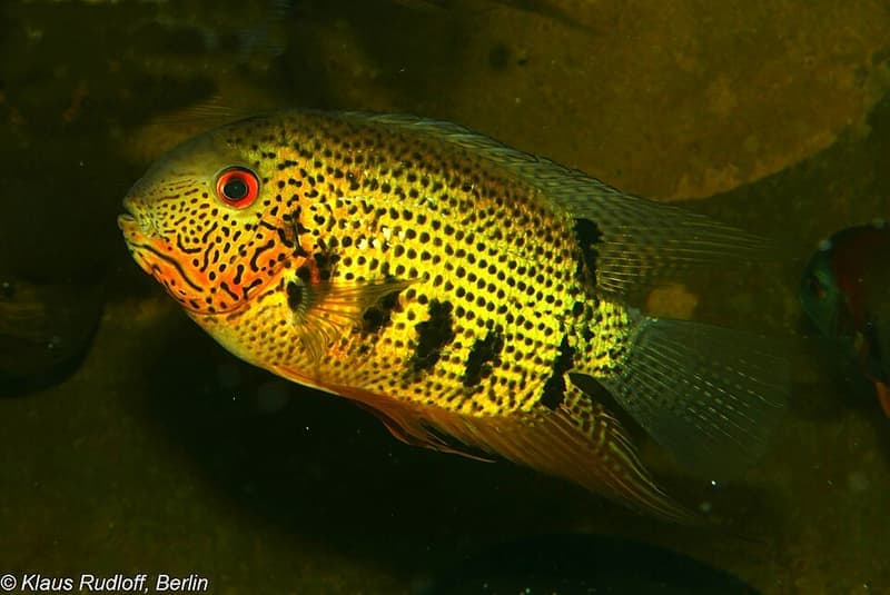 Spotted Severum (Heros notatus) — photo 4 of 4