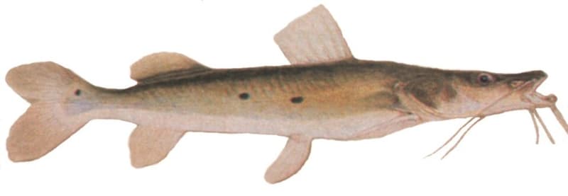 Spotted Shovelnose Catfish (Hemisorubim platyrhynchos) — photo 1 of 4