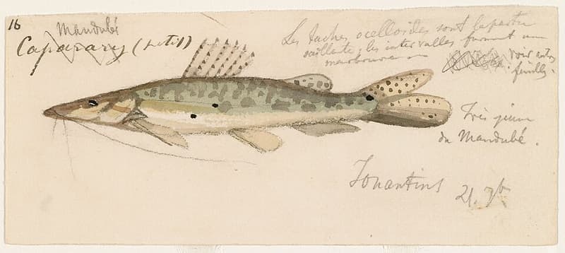 Spotted Shovelnose Catfish (Hemisorubim platyrhynchos) — photo 2 of 4