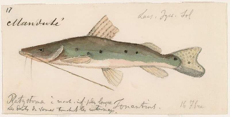 Spotted Shovelnose Catfish (Hemisorubim platyrhynchos) — photo 3 of 4