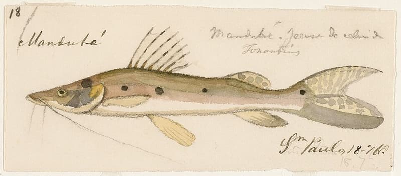 Spotted Shovelnose Catfish (Hemisorubim platyrhynchos) — photo 4 of 4