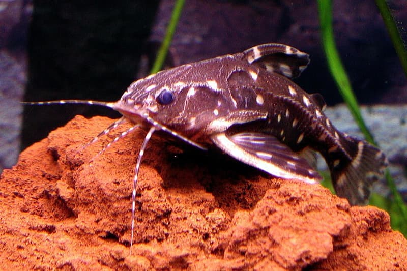 Spotted Talking Catfish (Agamyxis pectinifrons) — photo 1 of 2