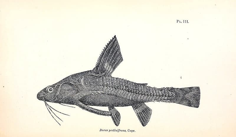 Spotted Talking Catfish (Agamyxis pectinifrons) — photo 2 of 2