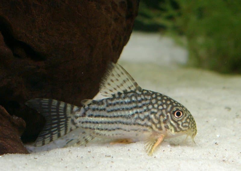 Sterbai Corydoras (Corydoras sterbai) — photo 1 of 5