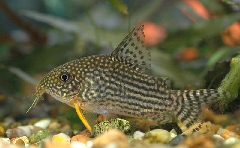 Sterbai Corydoras (Corydoras sterbai) — photo 2 of 5