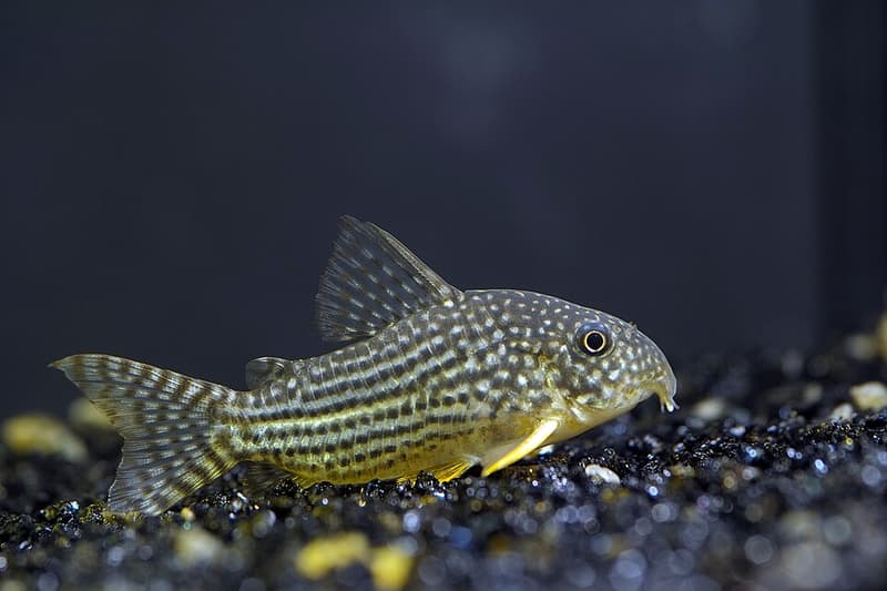 Sterbai Corydoras (Corydoras sterbai) — photo 3 of 5