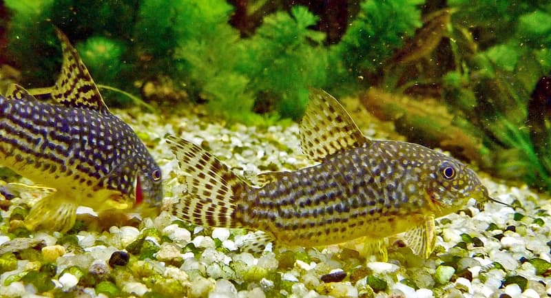 Sterbai Corydoras (Corydoras sterbai) — photo 4 of 5