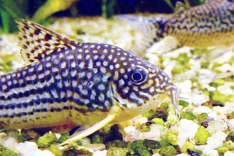 Sterbai Corydoras (Corydoras sterbai) — photo 5 of 5