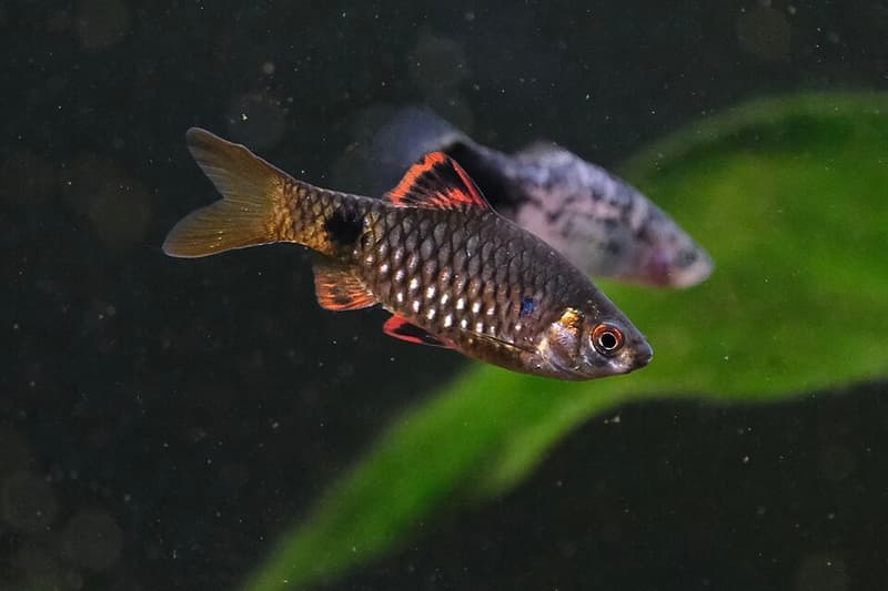 Stoliczka's Barb (Pethia stoliczkana) — photo 3 of 3