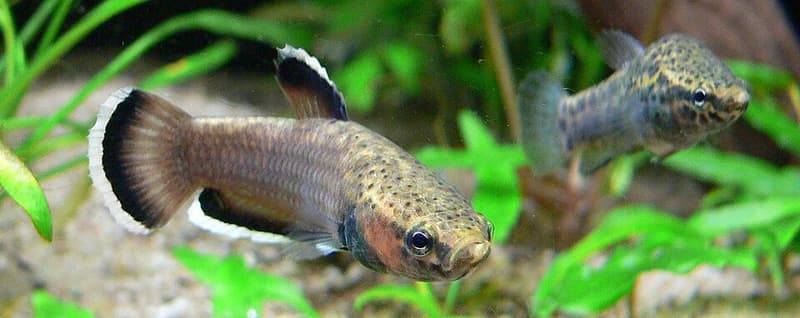Strawberry Betta (Betta albimarginata) — photo 1 of 5