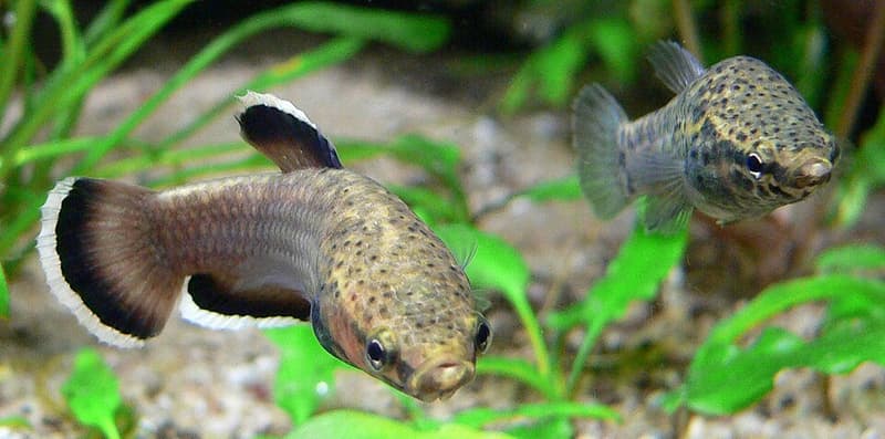Strawberry Betta (Betta albimarginata) — photo 4 of 5