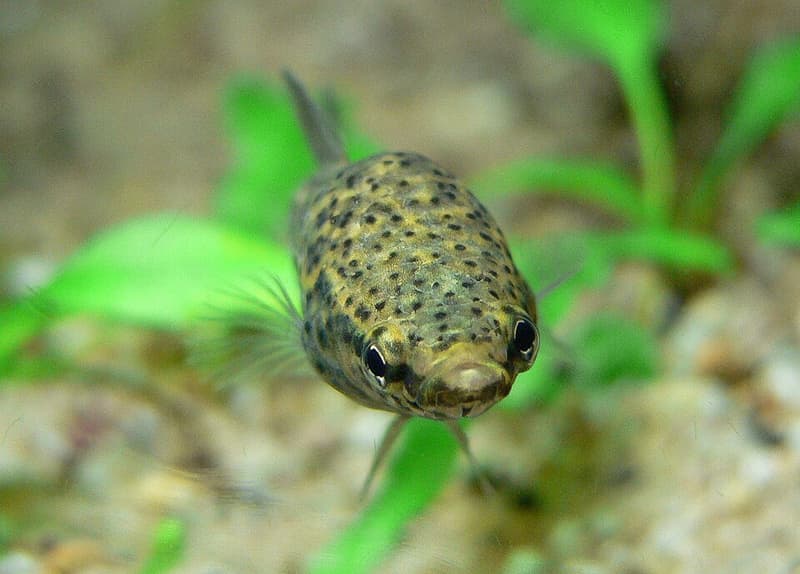Strawberry Betta (Betta albimarginata) — photo 5 of 5