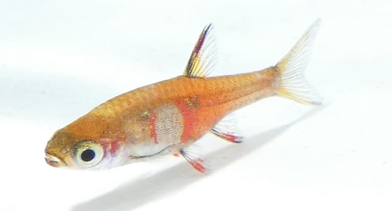 Strawberry Rasbora (Boraras naevus) — photo 1 of 2