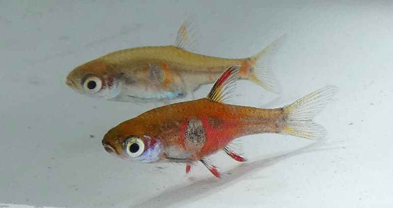 Strawberry Rasbora (Boraras naevus) — photo 2 of 2