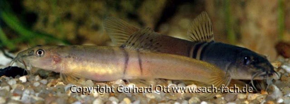 Sumo Loach (Schistura balteata) — photo 1 of 1