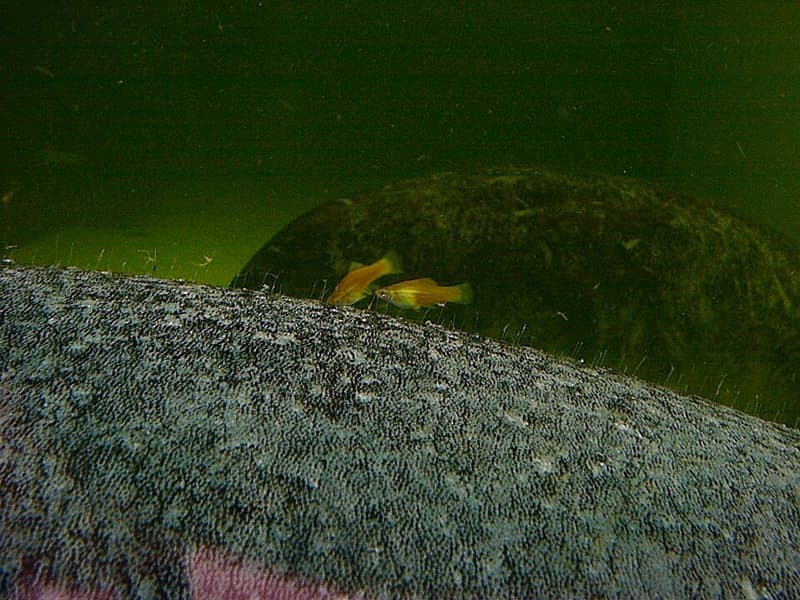 Swordtail (Xiphophorus hellerii) — photo 1 of 5