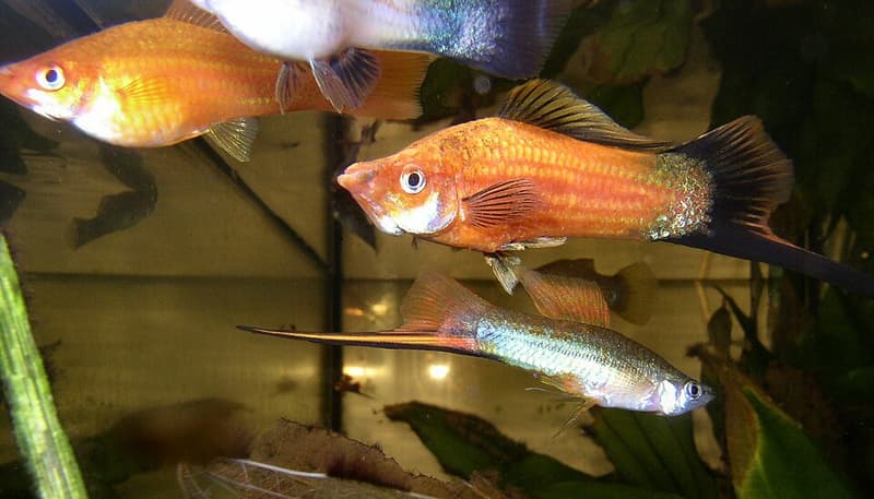 Swordtail (Xiphophorus hellerii) — photo 2 of 5