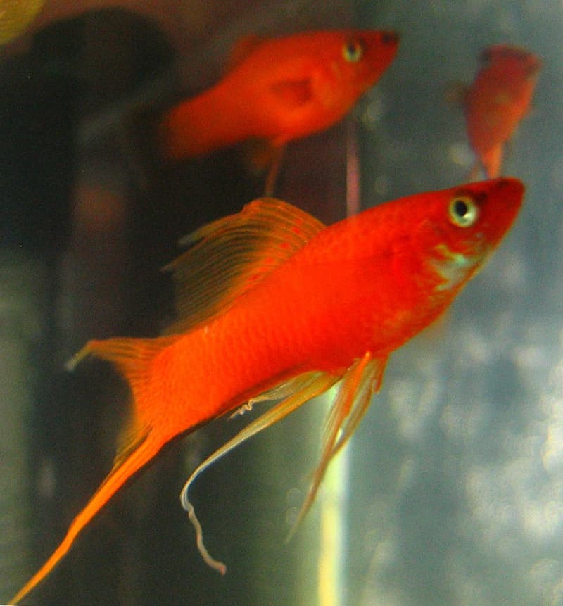 Swordtail (Xiphophorus hellerii) — photo 3 of 5