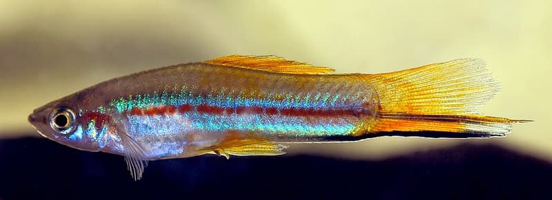 Swordtail (Xiphophorus hellerii) — photo 4 of 5