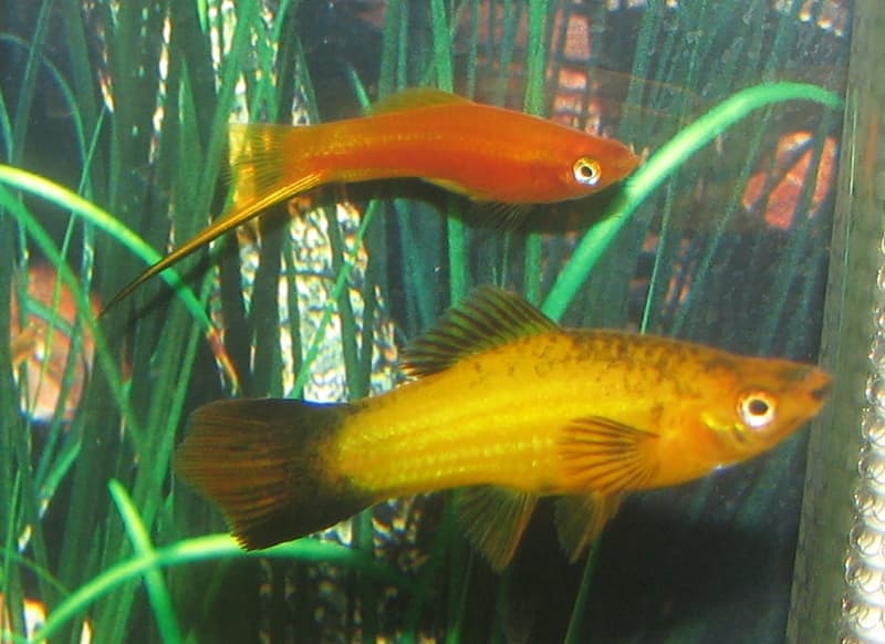 Swordtail (Xiphophorus hellerii) — photo 5 of 5