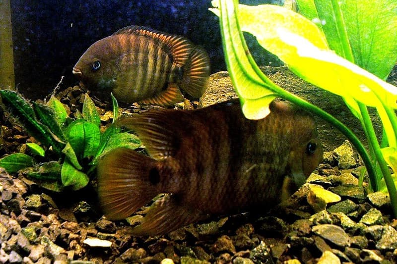 T-bar Cichlid (Amatitlania sajica) — photo 1 of 4