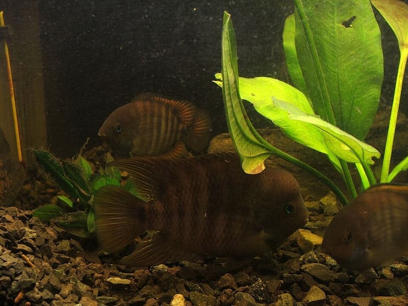 T-bar Cichlid (Amatitlania sajica) — photo 2 of 4