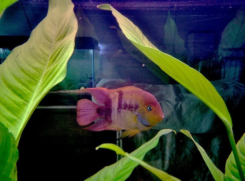 T-bar Cichlid (Amatitlania sajica) — photo 3 of 4