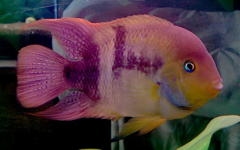 T-bar Cichlid (Amatitlania sajica) — photo 4 of 4