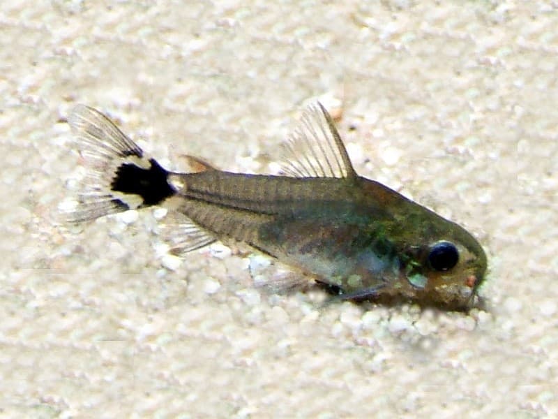 Tail-spot Corydoras (Corydoras hastatus) — photo 1 of 1