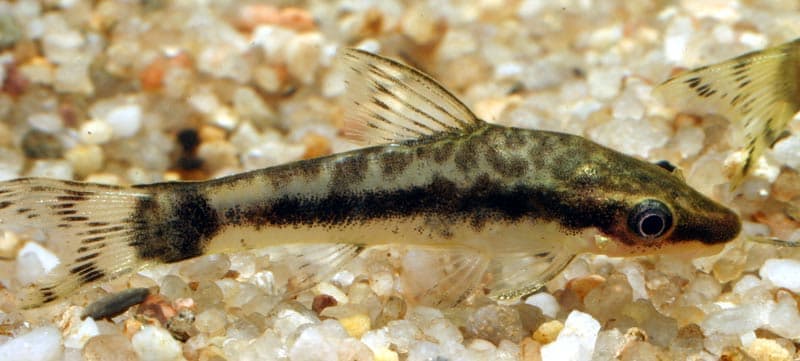 Tailspotted Oto (Otocinclus macrospilus) — photo 1 of 1